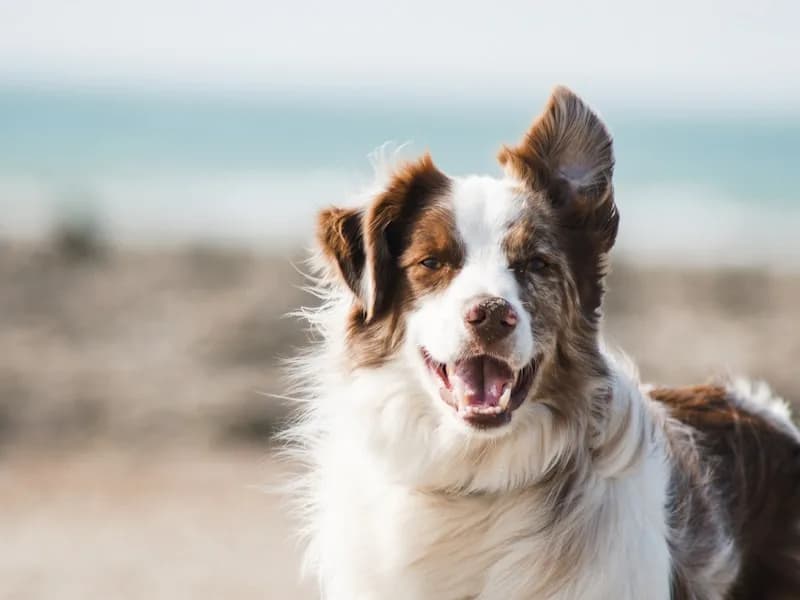 Assurance Animaux